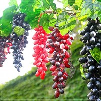 RURUZI Künstliche Obst Traube hohe Simulation Kunststoff Beeren-Dekoration für Garten Balkon Grünpflanzen Zubehör künstliche Früchte realistisches Aussehen Farbe: 36 Kapseln 1 Stück