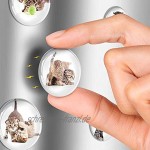 Lustige Glasmagnete für Kühlschrank – Katze Dekorative Magnete für Kühlschrank und Whiteboard – Niedliche Kühlschrankmagnete für Klassenzimmer Büro und Küche – Spindmagnete für Jungen und Mädchen